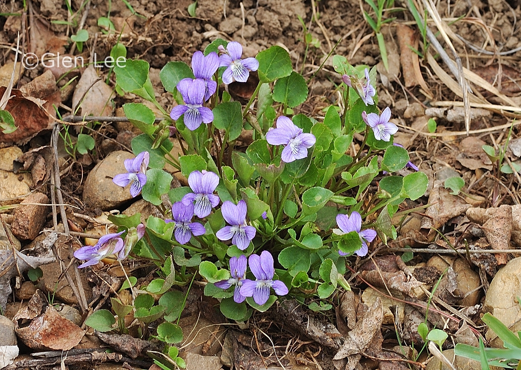 Viola adunca photos Saskatchewan Wildflowers